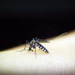 dengue in Nepal